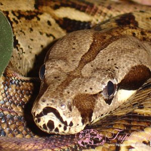 het Albino Male