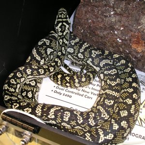 Pics of jungle carpet X Diamond