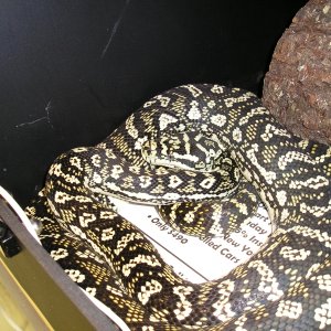 Pics of jungle carpet X Diamond