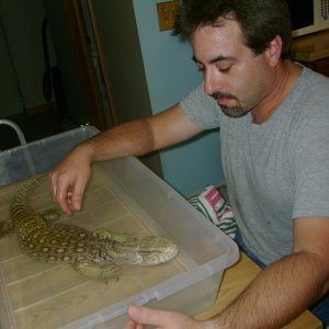 Lucky - my rescue savannah monitor