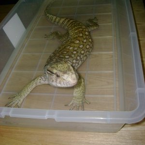 Lucky - my rescue savannah monitor