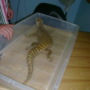 Lucky - my rescue savannah monitor