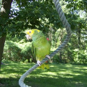 Arwin ~ DYH Amazon