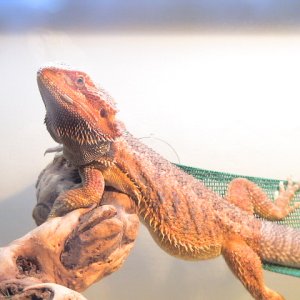 Mojo