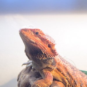 Mojo
