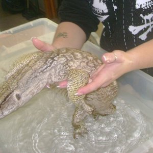 Lucky, my rescue Savannah Monitor