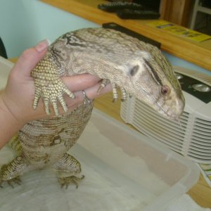 Lucky, my rescue Savannah Monitor