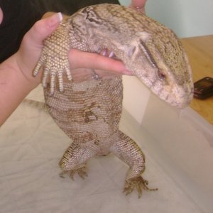 Lucky, my rescue Savannah Monitor