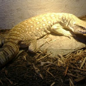 Lucky, my rescue Savannah Monitor