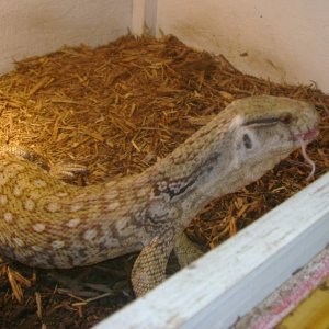 Lucky, my rescue Savannah Monitor