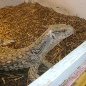 Lucky, my rescue Savannah Monitor