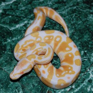08albino_f_fauna