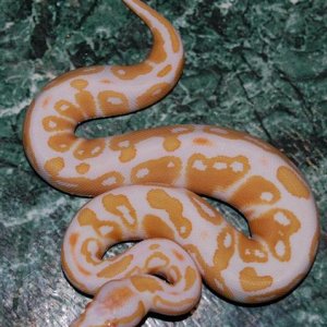 08albino_m1c_fauna