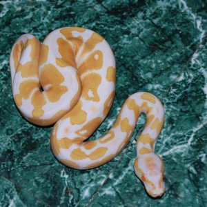 08albino_m2_fauna