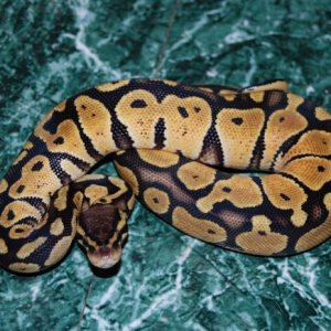 08_pastel_fauna