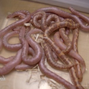 08_snow_litter