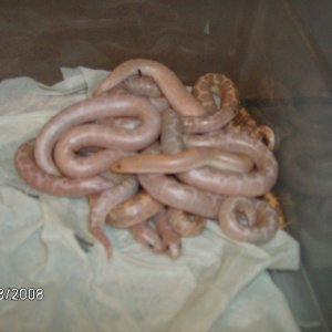 snow_litter4
