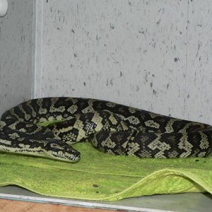 Coastal Carpet Python