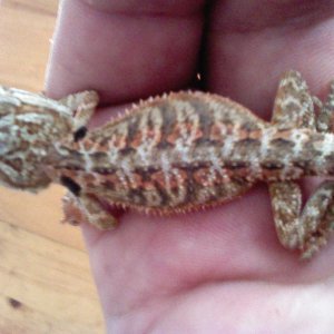 mushu