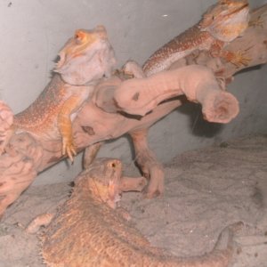My scaly kids
