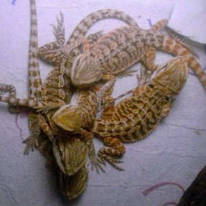 My scaly kids