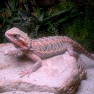 My scaly kids