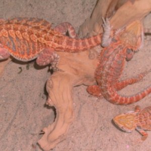 My scaly kids