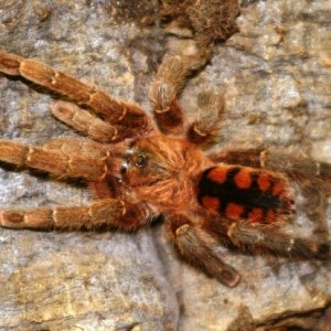 this my male sun tiger