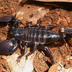 here pic of are scorpions