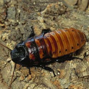 now here pic of one of the madasgascar hissing cockroach