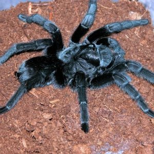 this cobalt blue tarantula female
