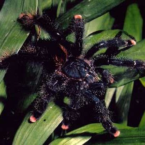 my brother pink toe tarantulas we think female