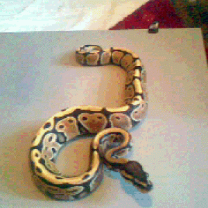my male ball python streak