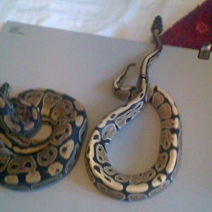 my male and female