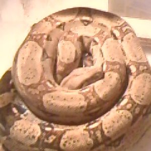 pastel male