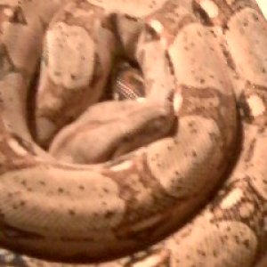 pastel male
