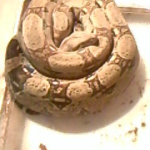 pastel male