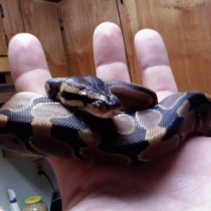 new het pied
