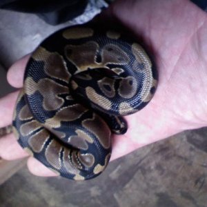 het pied 0.1