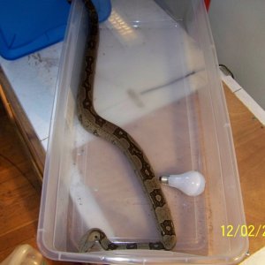 striped boa