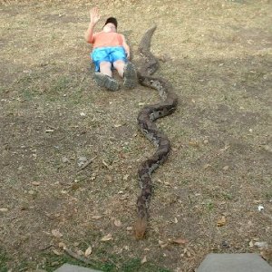 yellow head retic