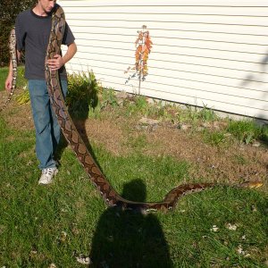 yellow head retic