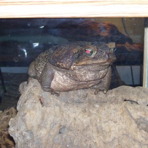 wilbur, new as pet