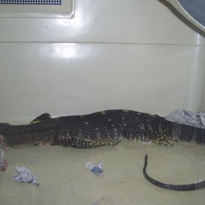 black throat monitor