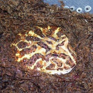 brown pacman