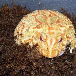 albino pacman
