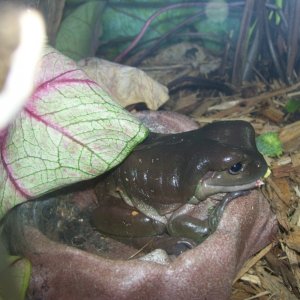 dumpy tree frog