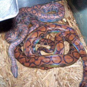 brazilian rainbow breeders