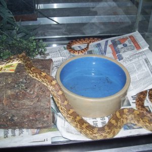 bull snake breeders