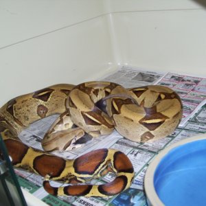 pastel female breeder